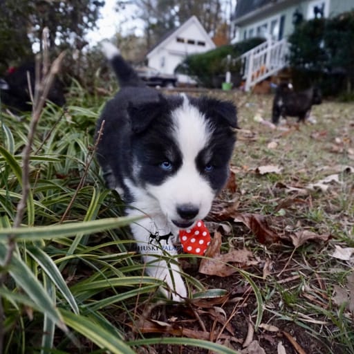AKC Biscuit 10